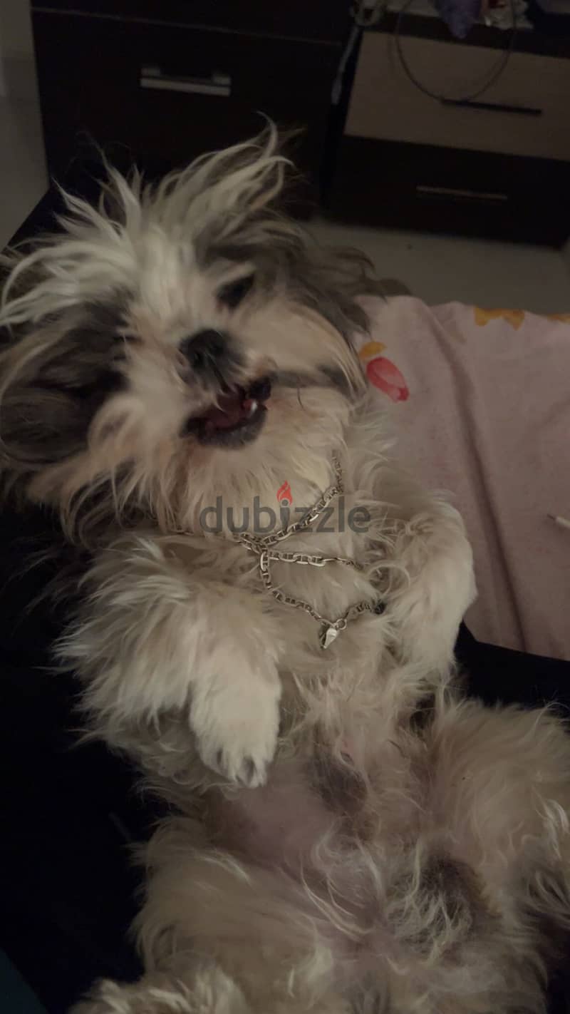 Shih tzu 6