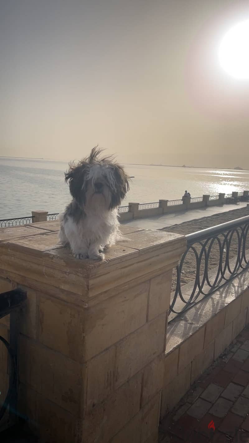 Shih tzu 7