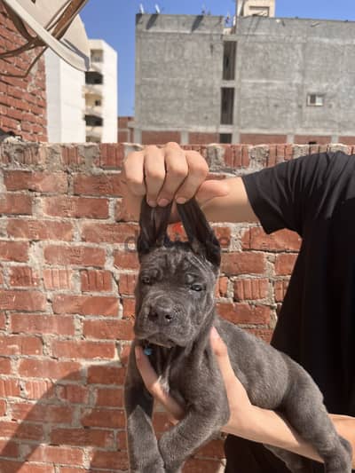 Cane corso