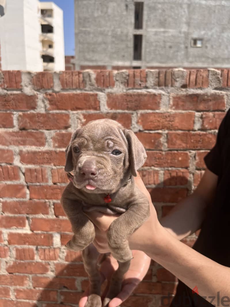 Cane corso 1