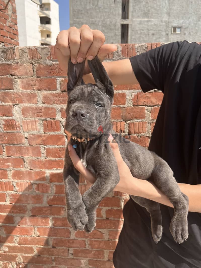 Cane corso 2