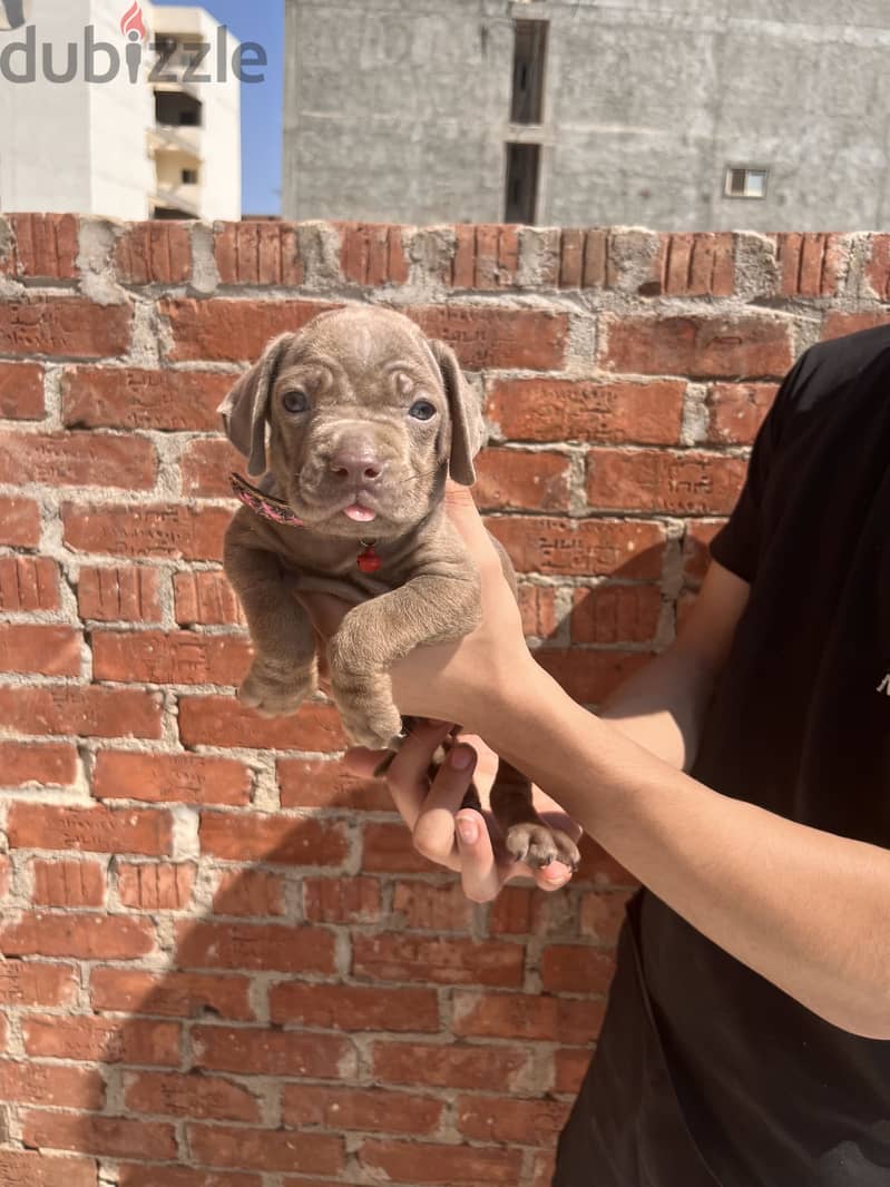 Cane corso 3