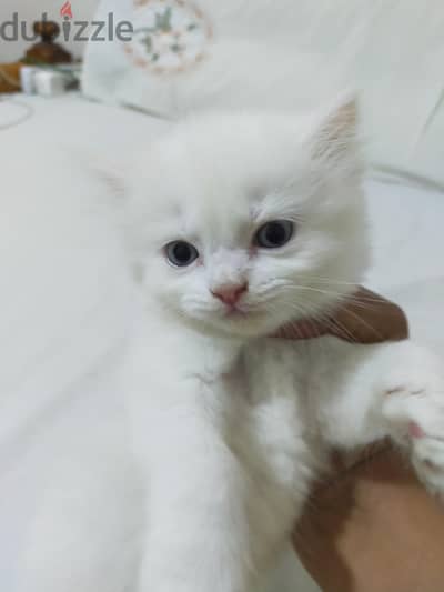 قطه بنت شيراز بيور