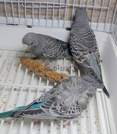 3 حتت بلاك فيس آزرق ورمادي دم فلل