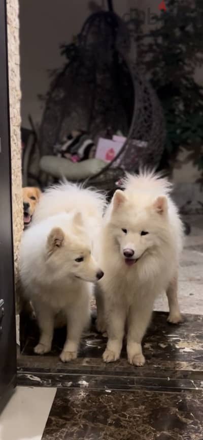 Samoyed male and female ready for their new