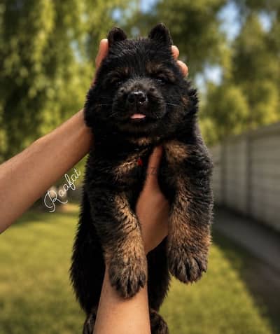 جيرمن شيبرد German Shepherd