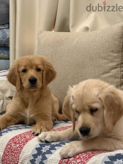 Golden retriever for sale
