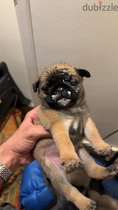 pug puppy