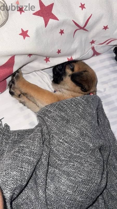 pug puppy 1