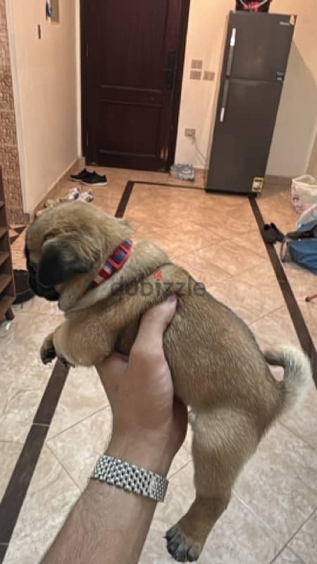 pug puppy 2