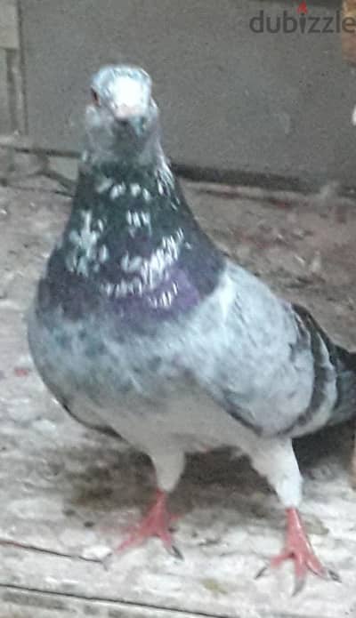 رومانى خليط