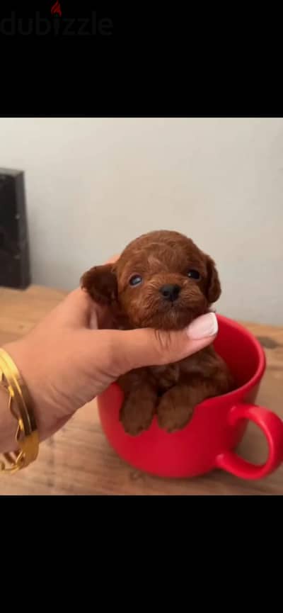 Toy poodle توي بوديل