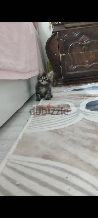 قطط للبيع