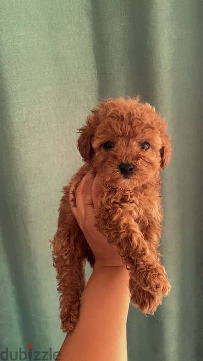 Toy poodle puppies