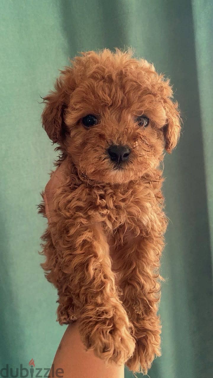 Toy poodle puppies 1