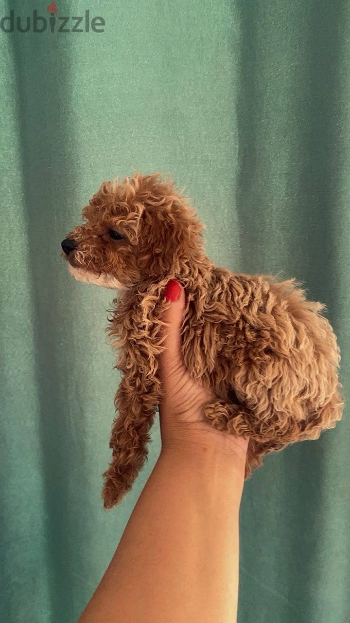 Toy poodle puppies 2