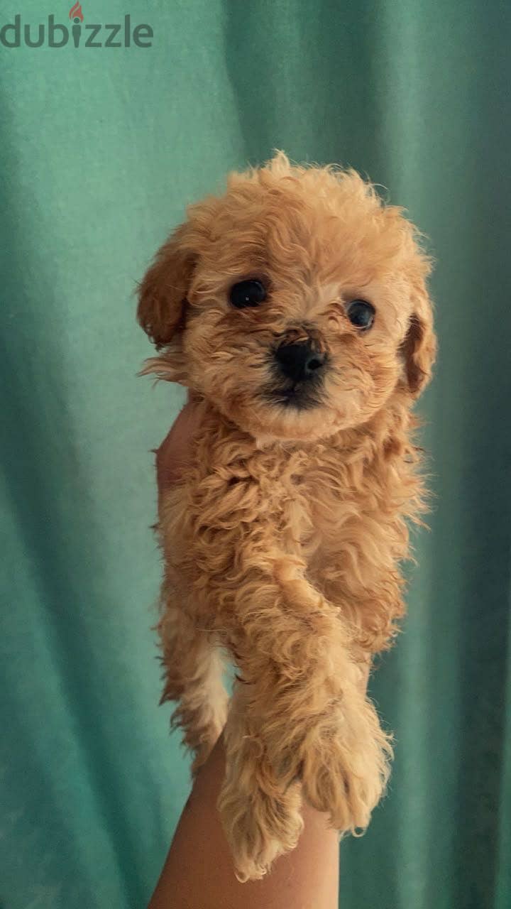 Toy poodle puppies 3