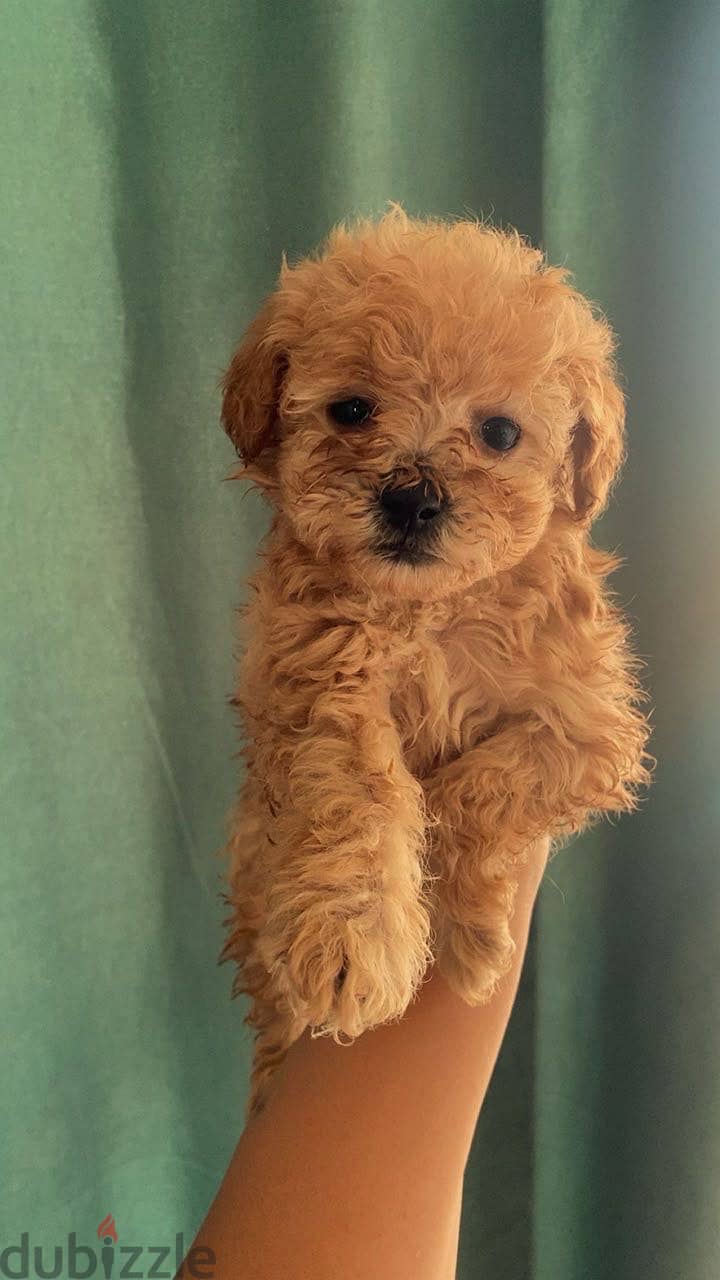Toy poodle puppies 4