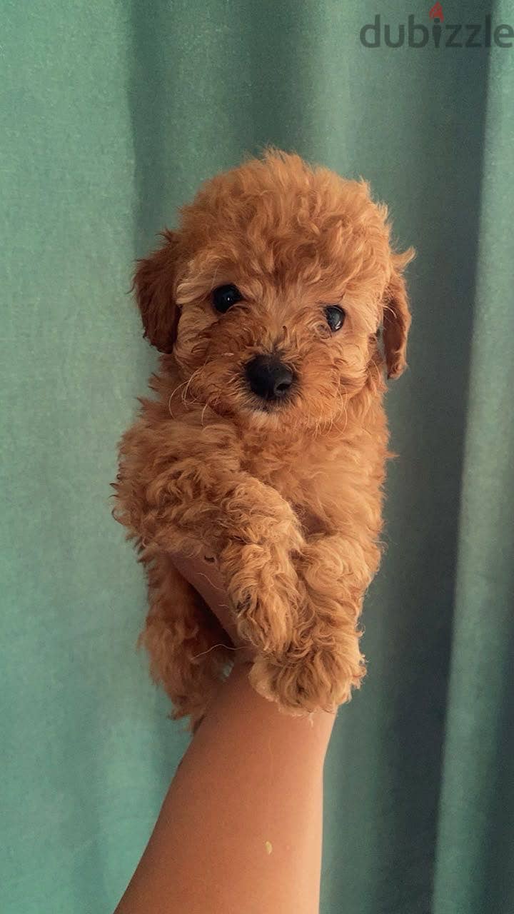 Toy poodle puppies 5