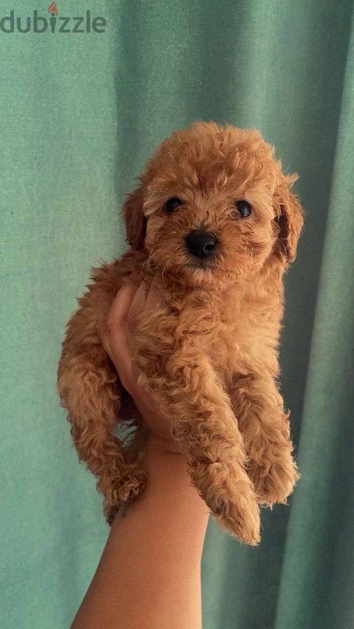 Toy poodle puppies 6