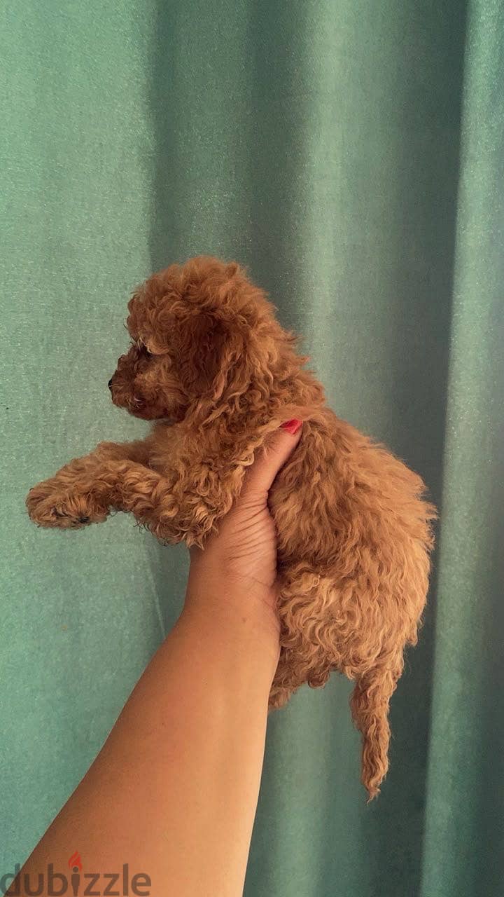 Toy poodle puppies 7