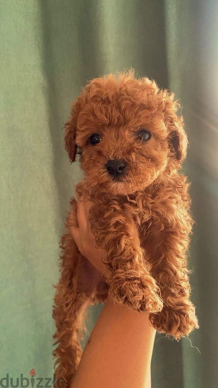 Toy poodle puppies 8