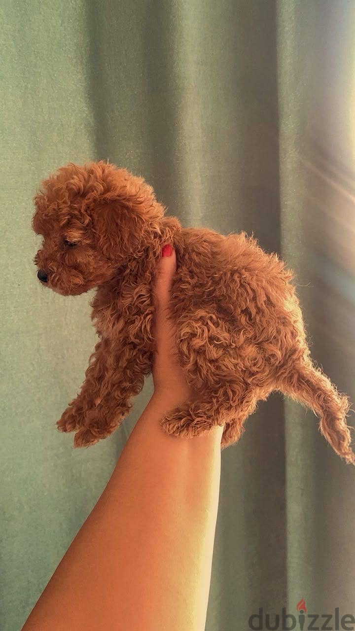 Toy poodle puppies 9