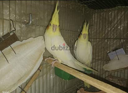 كوكتيل لاتينى