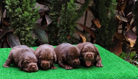 Labrador chocolate Males ( Imported Father from ukraine)