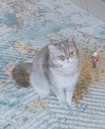قطه بريتش
