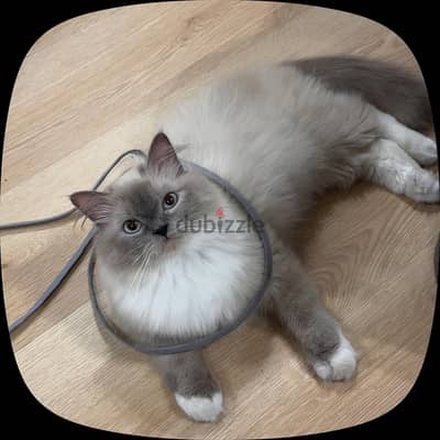 Ragdoll female cate