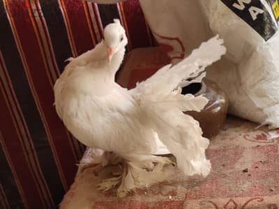 نتاية هزاز عليها 6