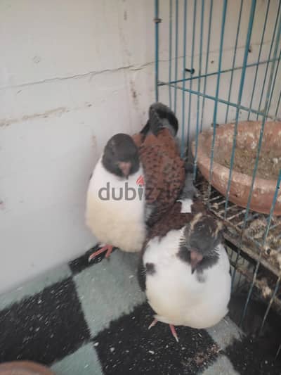 عشين مودينا ايطالي بيور