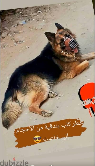 دكر جيرمن شرس جدا
