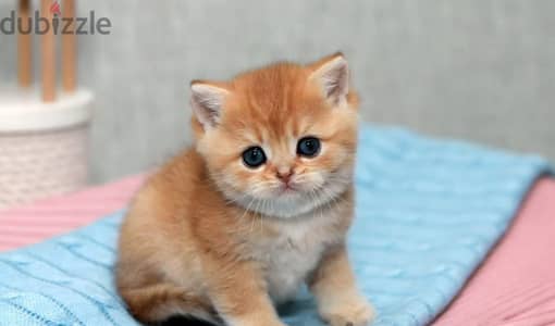 British shorthair kitten boy from Russia