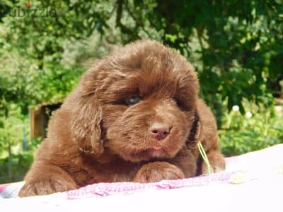 Newfoundland puppy female from Russia