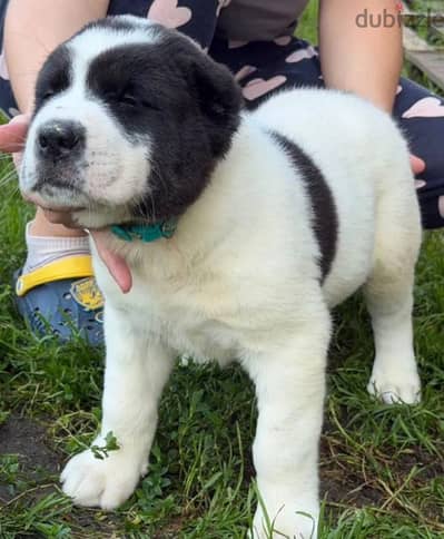 Central Asian shepherd Alabai puppy boy from Russia