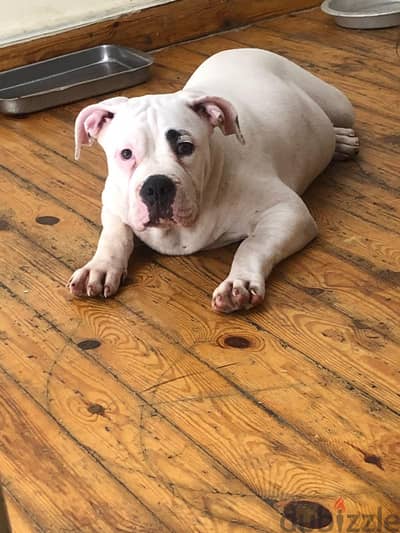 female for sale
