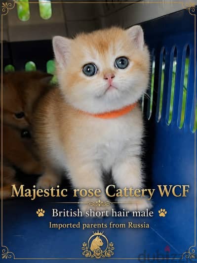 British short hair male