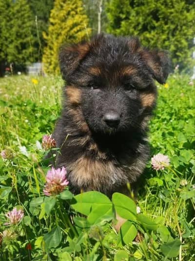 German shepherd puppy boy from Russia