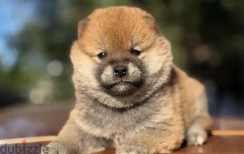 Shiba Inu female from Russia