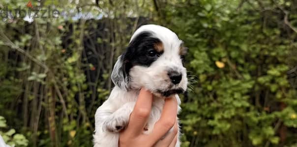 English cocker spaniel puppy boy