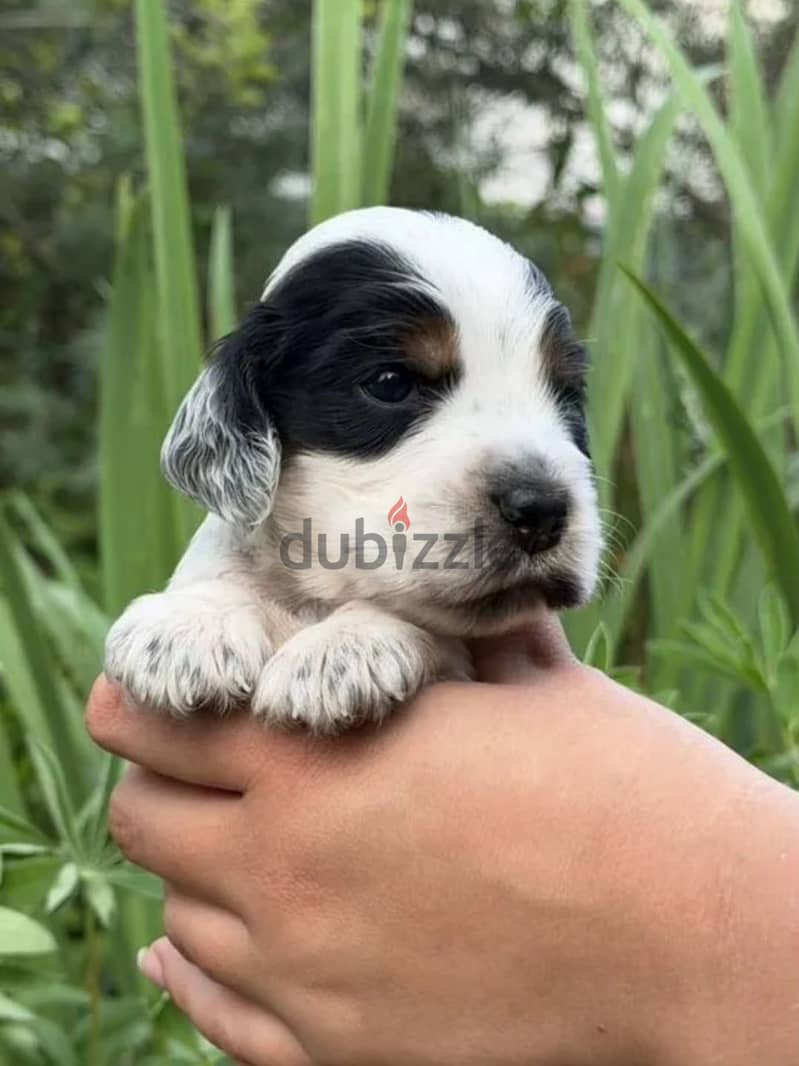 English cocker spaniel puppy boy 1