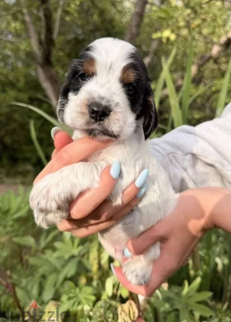 English cocker spaniel puppy boy 2