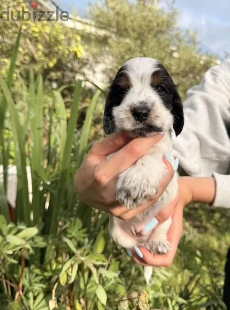 English cocker spaniel puppy boy 3