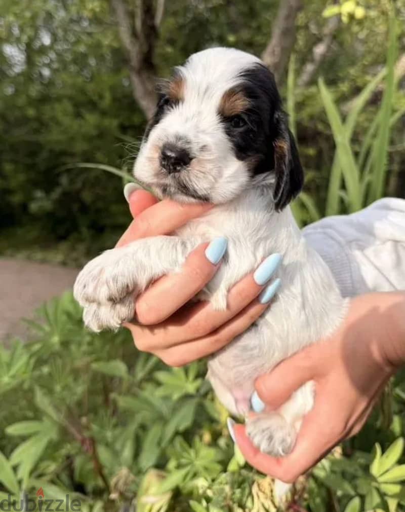 English cocker spaniel puppy boy 4