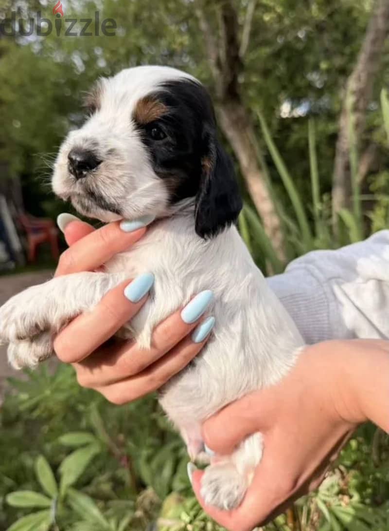 English cocker spaniel puppy boy 5
