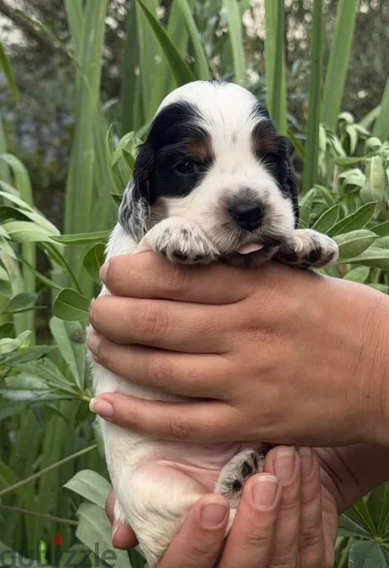 English cocker spaniel puppy boy 6