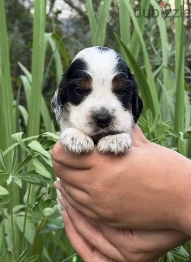 English cocker spaniel puppy boy 7