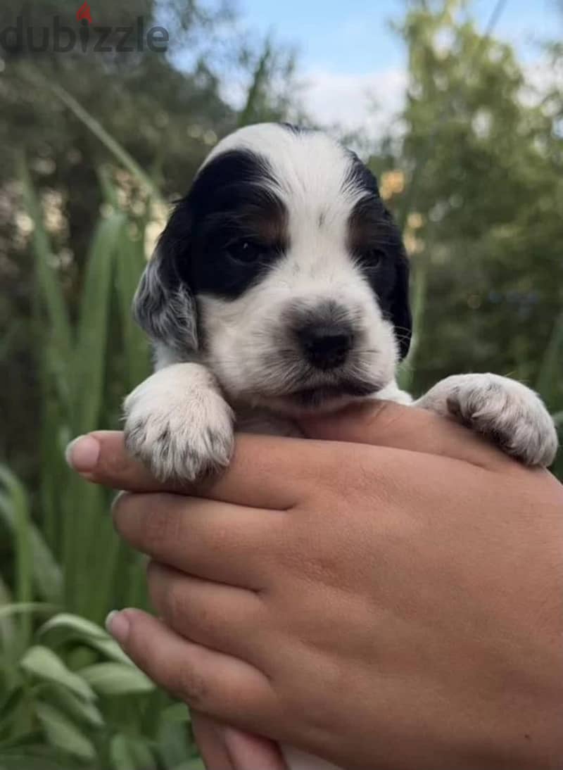 English cocker spaniel puppy boy 8